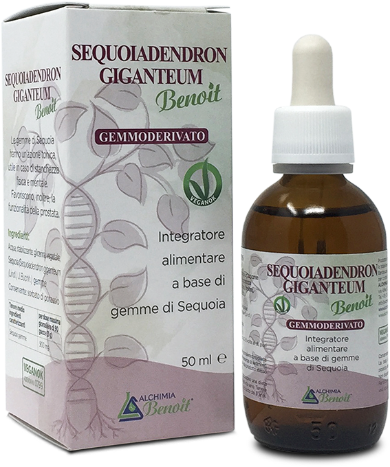 alchimiabenoit-simplex_gemmoderivati_SequoiadendronGiganteum_img2